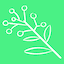 Wattle